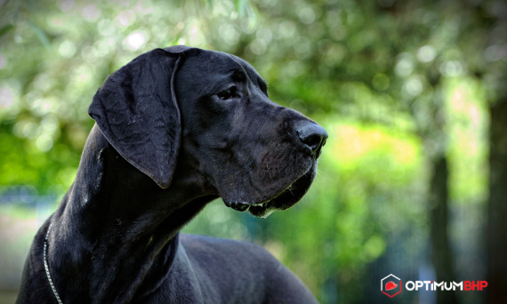 Karma dla olbrzymich ras psów – sklep online z bogatą ofertą na akcesoria zoologiczne dla psa